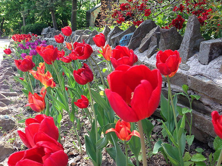 River rock rall with tulips